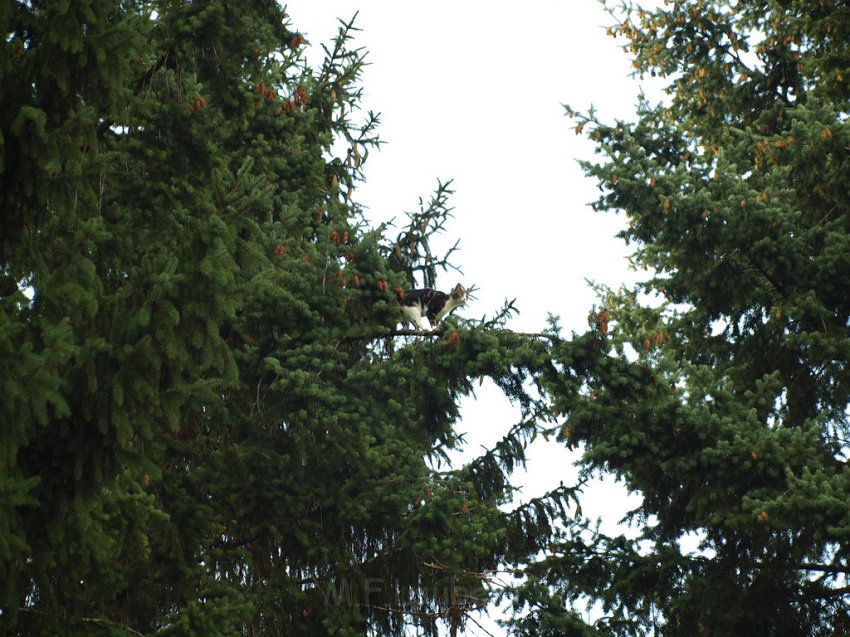 Katzenrettung Koeln Holweide Bergisch Gladbacherstr P06.JPG